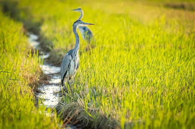 Gray heron between green rice fields in the Albufera of Valencia natural park