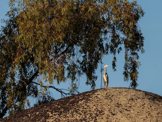 Gray heron in its natural environment.