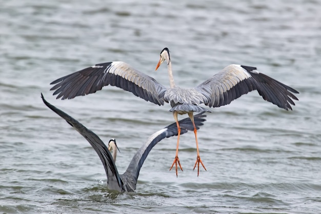 The gray heron jumps over another heron above the water