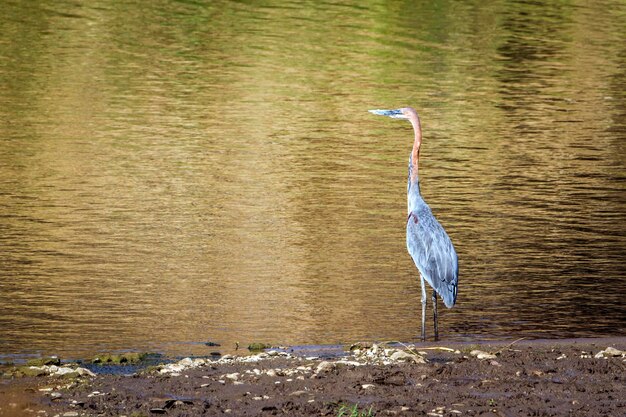 Photo gray heron on a lake