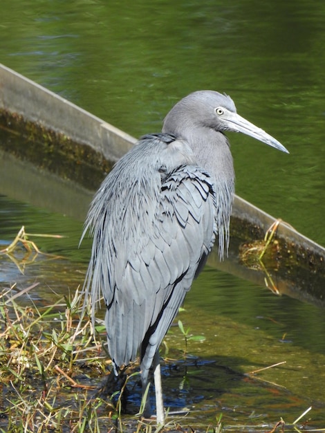 Foto l'airone grigio nel lago