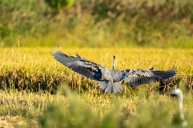 Airone cenerino che atterra tra le risaie nel parco naturale dell'albufera di valencia