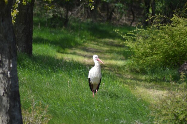 Photo gray heron perching on grass