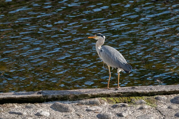 Foto un airone grigio appoggiato su un lago