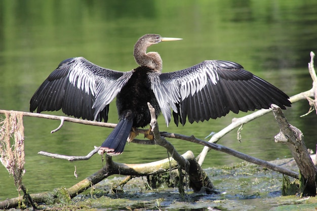 Photo gray heron perching on a lake