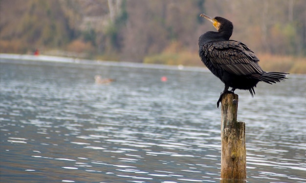 Photo gray heron perching on wooden post