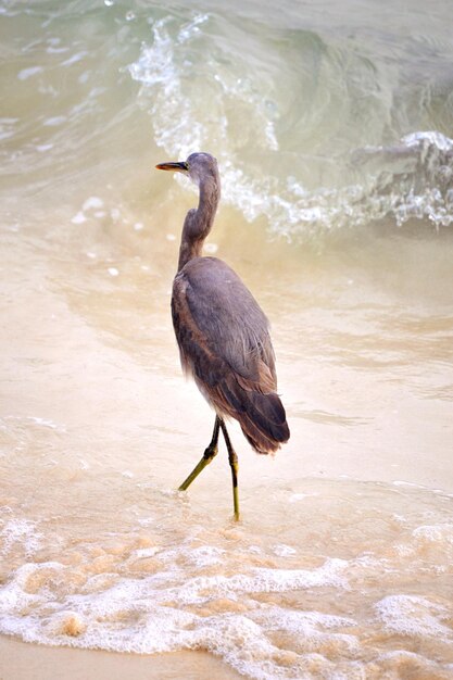 Gray heron on sea shore