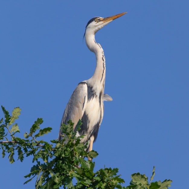 Gray heron sits on an oak branch, looking for prey. Against the background of blue sky. Close-up.
