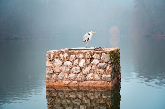 a gray heron stands on a stone wall in the middle of a misty lake.