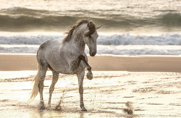 Un cavallo grigio batte con lo zoccolo sull'acqua in mare