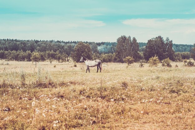 Gray horse grazes on meadow in background of forest. Toning.