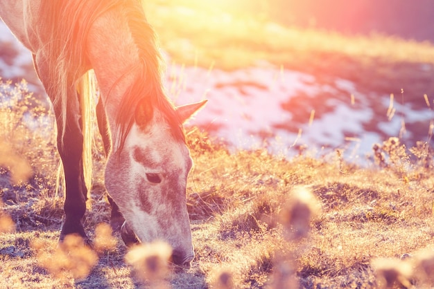 写真 太陽の光に輝く灰色の馬