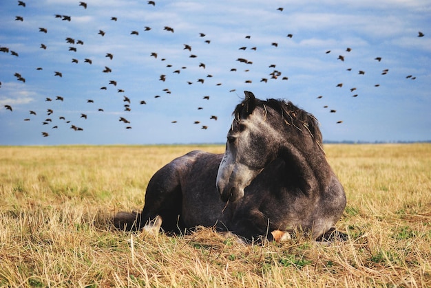 A gray horse lies in a field rests and a flock of birds flies by behind