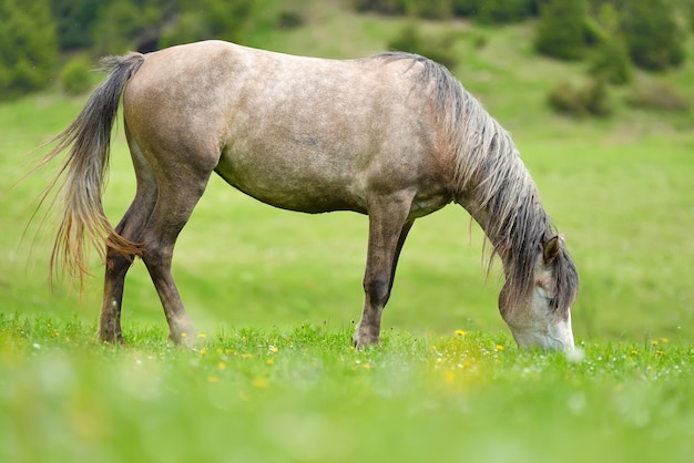 春の牧草地の灰色の馬