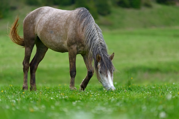 牧草地の灰色の馬