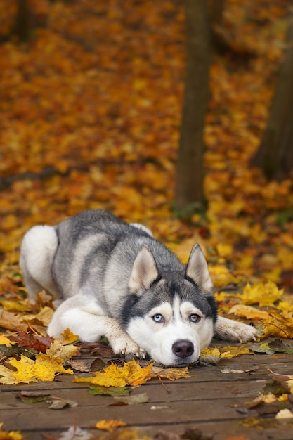 Gray Husky breed dog lying on a wooden bridge in the autumn park