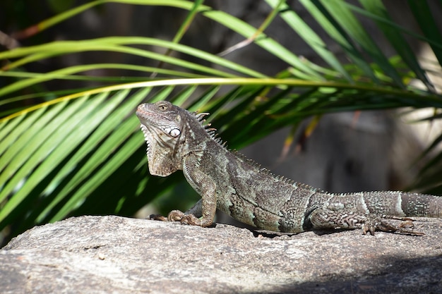 Gray iguana pushing up on a rock