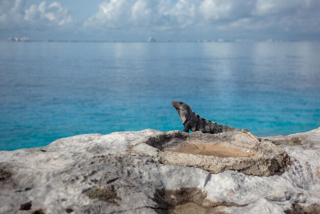 A gray iguana on a rock with the Caribbean Sea