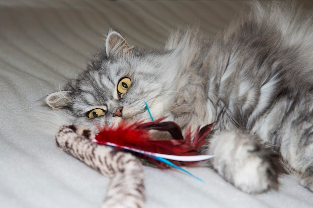 Gray , kawaii, cute, fluffy Scottish Highland Straight Longhair Cat with big orange eyes and long mustache in bed at home. Close up portrait.