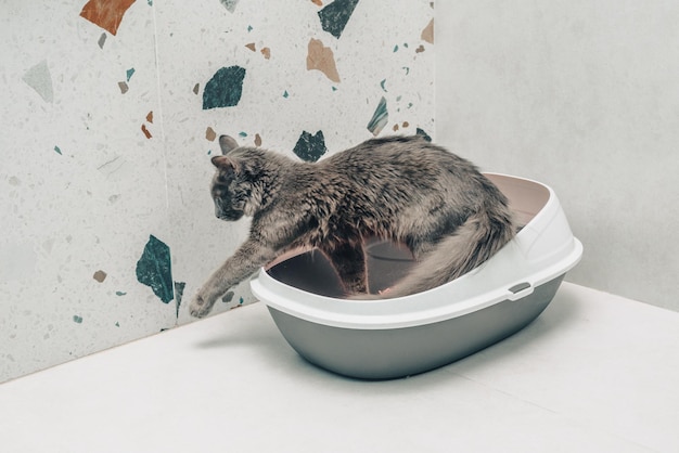 A gray kitten on a cat litter box