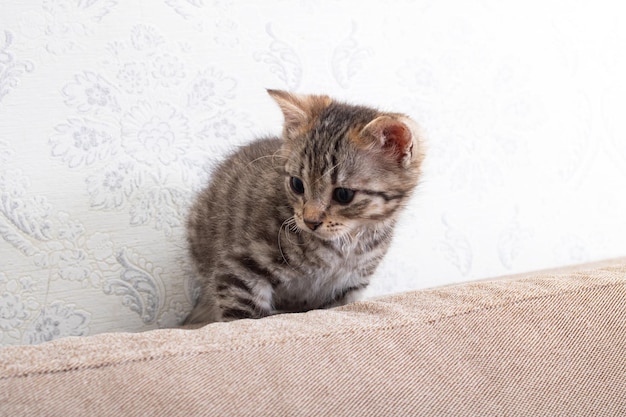 Gray kitten between cushion of sofa closeup