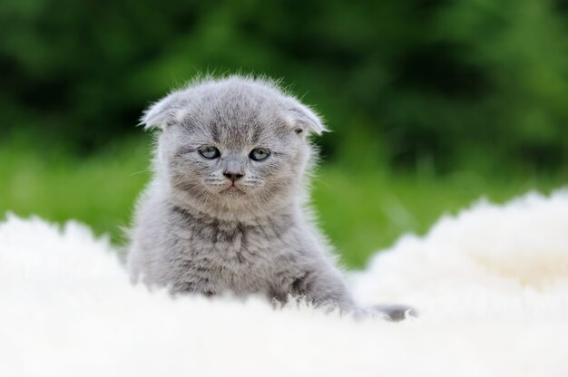 Gray kitten on fur white blanket in meadow