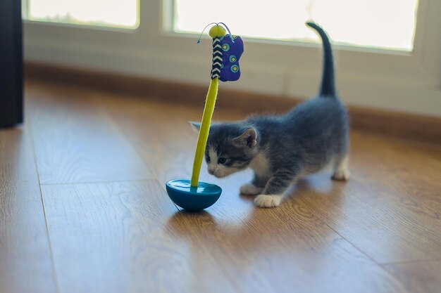 写真 灰色の子猫は木の床で丸い底のおもちゃで遊んでいます