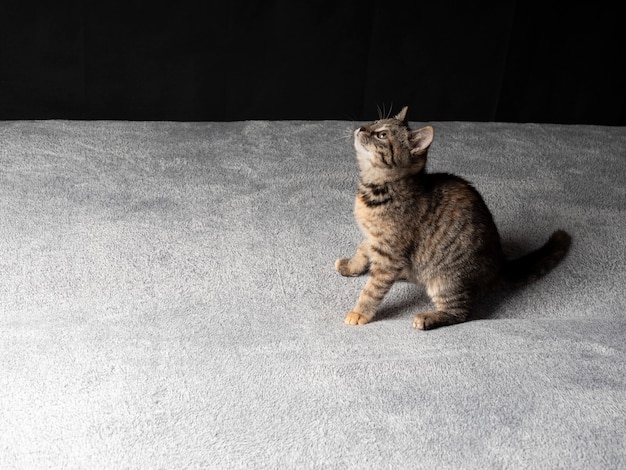Il gattino grigio è seduto e guarda in alto su uno sfondo nero