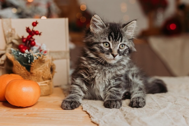 серый котенок сидит с подарочными коробками и мандаринами на Новый год.