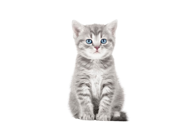 gray kitten isolated on white background