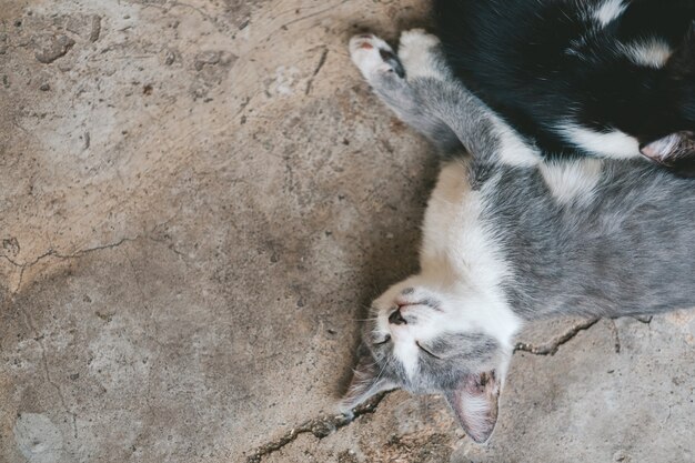 회색 고양이 회색 바닥에 누워 새끼 고양이 콘크리트 바닥에 잔 귀여운 회색과 흰색 고양이