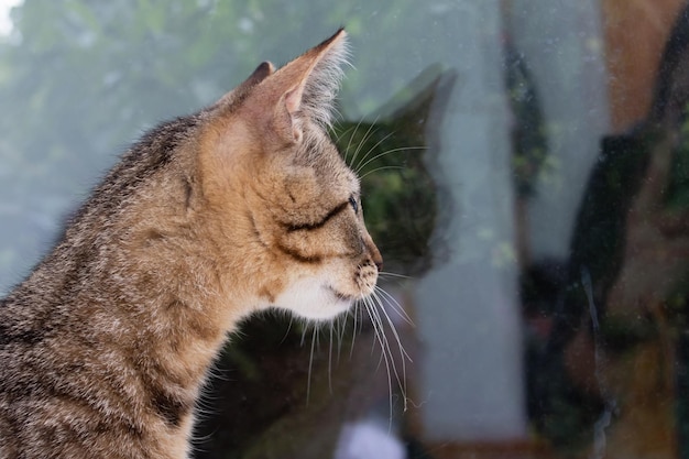 Foto il gattino grigio guarda attentamente fuori dalla finestra