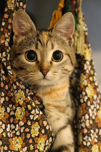 Gray kitten playing at home