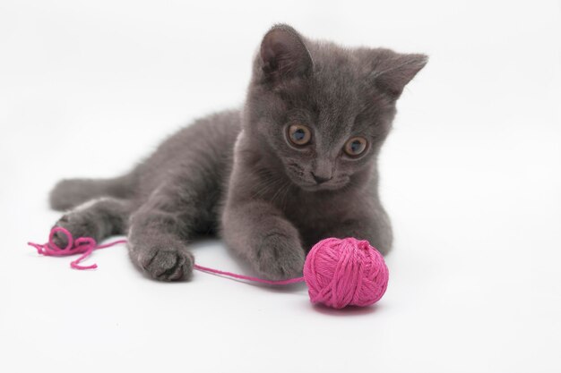 分離されたピンクのクルーと遊ぶ灰色の子猫