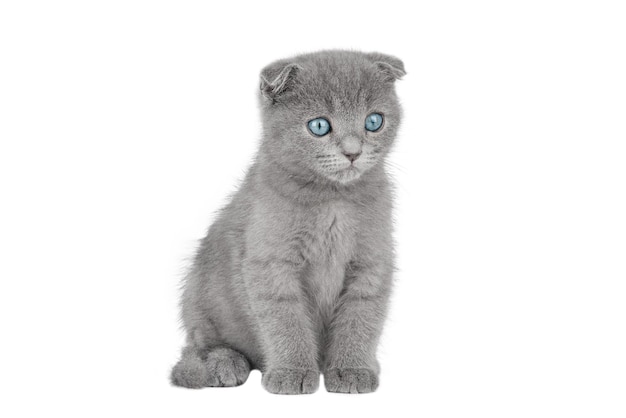 gray kitten scottish fold with blue eyes isolated