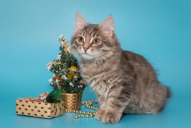 Gray kitten sits next to Christmas accessories