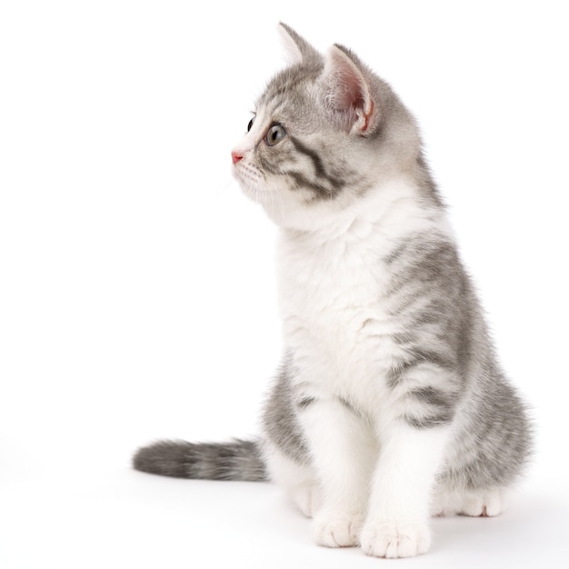 Gray kitten sitting on white surface and looking to the side. Portrait of the Scottish cat.