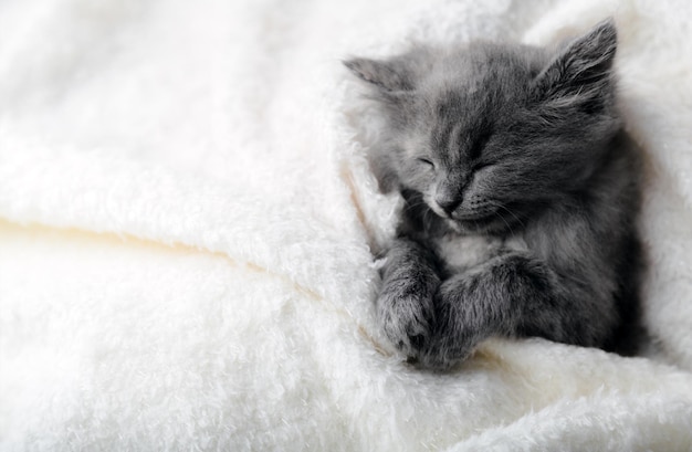 Photo gray kitten sleep on white color blanket grey cat kid animal with paws relax doze nap on bed with co...