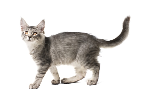 Gray kitten walks against white background