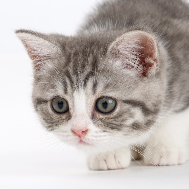 Gray kitten on a white surface getting ready to jump