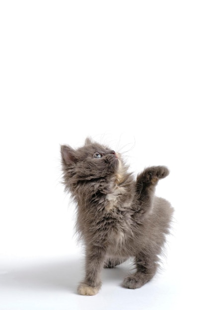 Gray kitten with its paw raised looks up white background