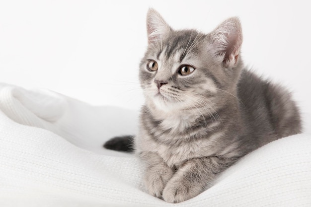 Il gattino grigio con gli occhi gialli si trova su uno sfondo chiaro