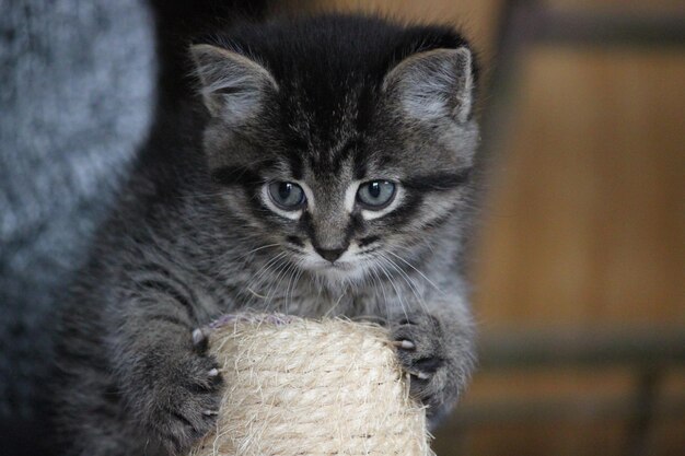 Photo gray kitten