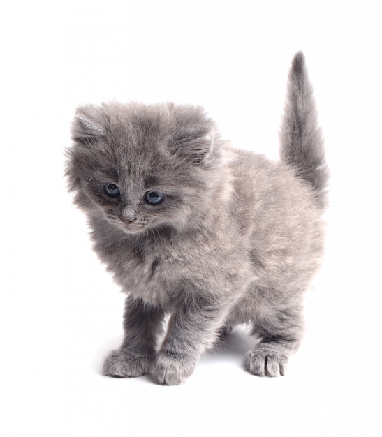 Gray kitten