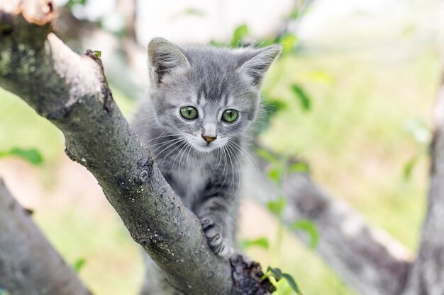 Gattino grigio con gli occhi verdi su un albero