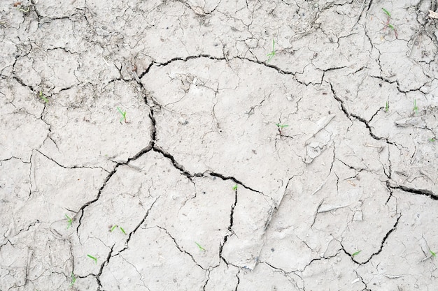 Fondo grigio della terra incrinato durante la siccità con una piccola quantità di erba asciutta e verde. ecologia, ambiente, suolo cattivo in mesi senza pioggia