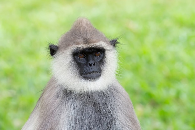 Gray langur or Semnopithecus etellus