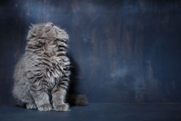 灰色の小さな猫の品種スコティッシュフォールドは灰色の背景で再生されます