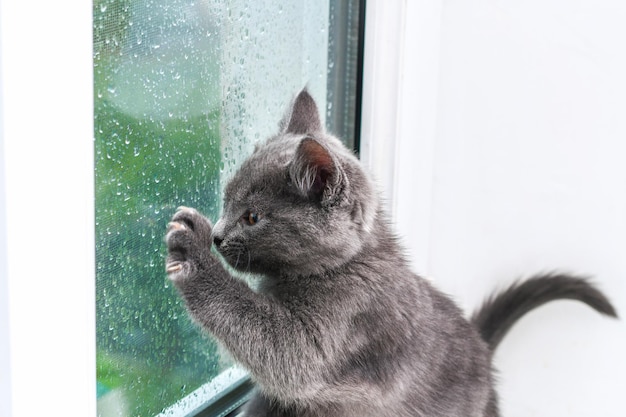 Gray little kitten looks and scratches the window cat on the windowsill looks at the rain