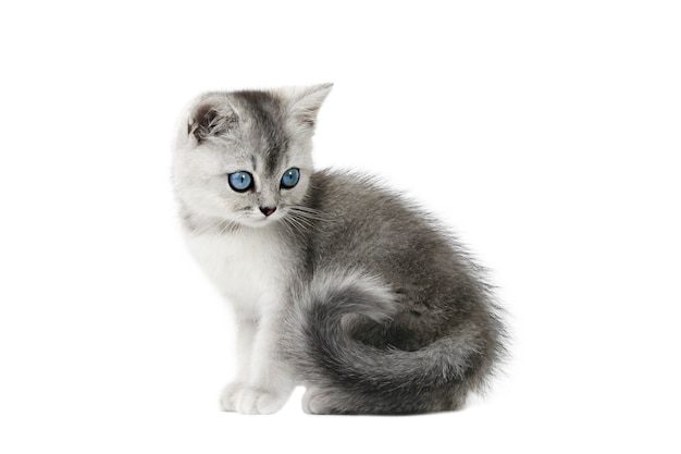 gray little kitten with blue eyes isolate